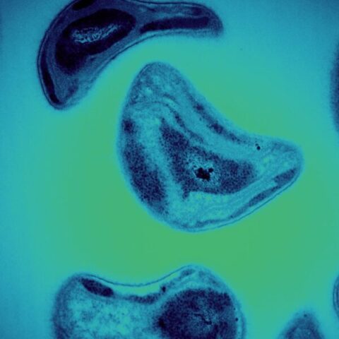 Methane-feeding bacteria called methanotrophs used to break down methylmercury | Credit: Andy Sproles/ORNL, U.S. Dept. of Energy; Jeremy Semrau/UMI